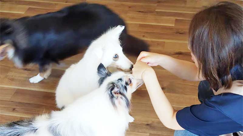 ドッグシッター